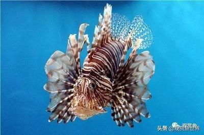 淡水最漂亮的觀賞魚(yú)（最漂亮的淡水觀賞魚(yú)） 武吉美拉金龍魚(yú) 第2張