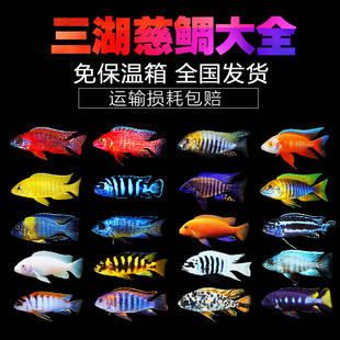 廣州海水觀賞魚廠家有哪些（廣州水族器材市場(chǎng)的現(xiàn)狀與未來(lái)隨著觀賞魚養(yǎng)殖業(yè)的發(fā)展）