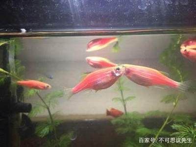 觀賞魚斗魚怎么養(yǎng)好（斗魚的飼養(yǎng)技術(shù)） 紅頭利魚 第1張