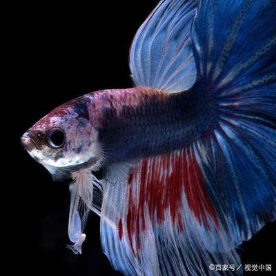 觀賞魚斗魚怎么養(yǎng)好（斗魚的飼養(yǎng)技術(shù)） 紅頭利魚 第3張