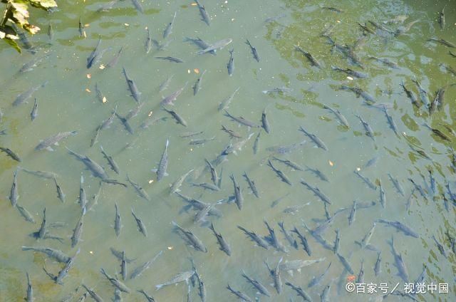 觀賞魚浮在水面上怎么釣（釣魚技巧——釣魚技巧） 觀賞魚飼料 第2張