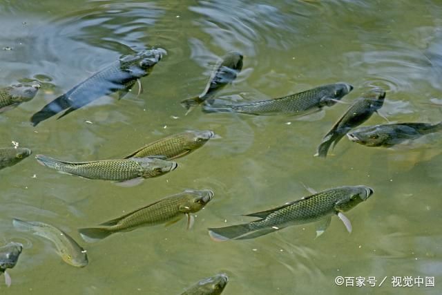 觀賞魚浮在水面上怎么釣（釣魚技巧——釣魚技巧） 觀賞魚飼料 第1張