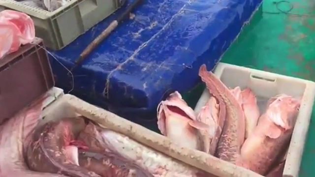 觀賞魚浮在水面上怎么釣（釣魚技巧——釣魚技巧） 觀賞魚飼料 第3張