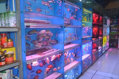 觀賞魚店鋪名（觀賞魚店鋪命名技巧）