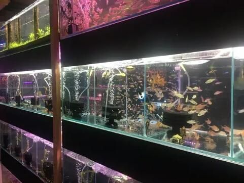 觀賞魚店鋪名（觀賞魚店鋪命名技巧）