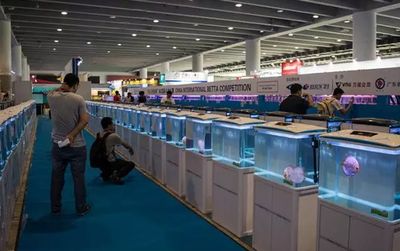 廣州國際觀賞魚及水族器材展覽會（廣州國際觀賞魚及展覽會）