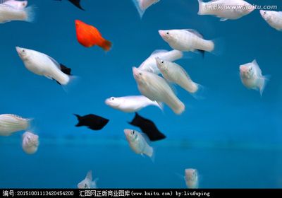 觀賞魚小白魚是什么魚類的（海洋小白魚與淡水小白魚的區(qū)別） 刀魚魚 第4張