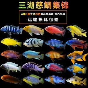 蝴蝶魚觀賞魚能長多大呢（蝴蝶魚的養(yǎng)殖技巧） 廣州祥龍國際水族貿(mào)易 第1張