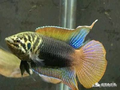 觀賞魚漂亮的（如何鑒別觀賞魚的品種） 斯維尼關(guān)刀魚 第1張