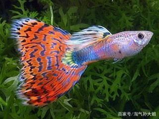 觀賞魚漂亮的（如何鑒別觀賞魚的品種） 斯維尼關(guān)刀魚 第3張