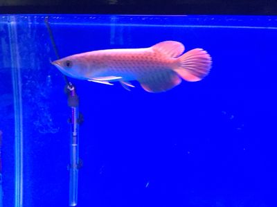 廣東水族批發(fā)市場有哪些品種魚（廣東水族市場探秘）