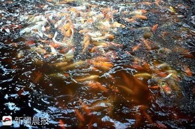 觀賞魚出口最多的國家（全球觀賞魚出口國際貿(mào)易現(xiàn)狀全球觀賞魚貿(mào)易現(xiàn)狀）