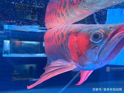 觀賞魚圖集（與觀賞魚相關的圖集） 白子銀版魚 第3張