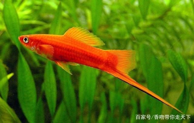 比較安靜的觀賞魚（冷水魚適合安靜的水族箱環(huán)境） 黃金達摩魚 第1張