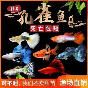 都市賣觀賞魚的小說叫什么（關(guān)于都市賣觀賞魚的小說）