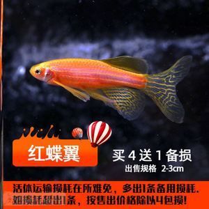 都市賣觀賞魚的小說叫什么（關(guān)于都市賣觀賞魚的小說）