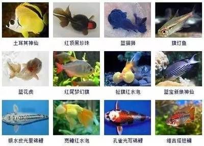 大型觀賞魚圖鑒（大型觀賞魚的選擇與養(yǎng)護(hù)） 粗線銀版魚 第1張