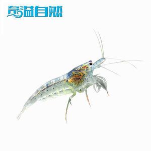 觀賞魚糧品牌排行（觀賞魚品牌排行：-神陽錦鯉飼料增色增體上浮不渾水抗?。?野生埃及神仙魚 第3張