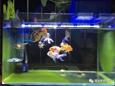 地攤賣觀賞魚（地攤賣觀賞魚的優(yōu)勢） 錦鯉飼料 第2張