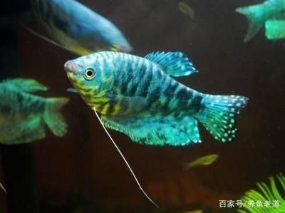 地攤賣觀賞魚（地攤賣觀賞魚的優(yōu)勢） 錦鯉飼料 第3張