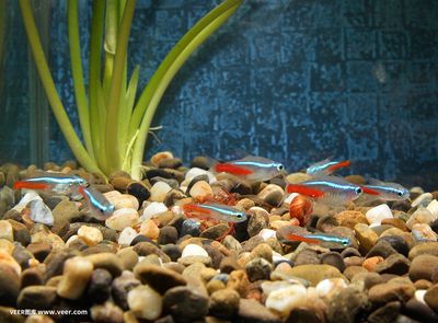 觀賞魚水族館照片高清（水族館的高清圖片、水族館圖片、水族館圖片、水族館圖片大全） 仟湖 第1張