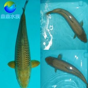 觀賞魚(yú)供應(yīng)商有哪些（觀賞魚(yú)供應(yīng)商信息） 潛水泵 第3張