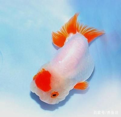 觀賞魚大的多少錢（觀賞魚價(jià)格） 廣州水族器材濾材批發(fā)市場(chǎng) 第1張