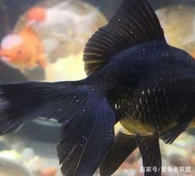 觀賞魚紅嘴?。ㄓ^賞魚紅嘴病如何治療） 泰龐海蓮魚 第1張