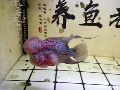 觀賞魚得了腸炎怎么治（如何治療觀賞魚腸炎） 玫瑰銀版魚 第3張