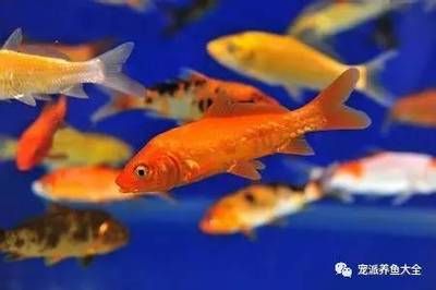 觀賞魚什么品種好（觀賞魚怎么養(yǎng)？） 名貴錦鯉魚 第3張