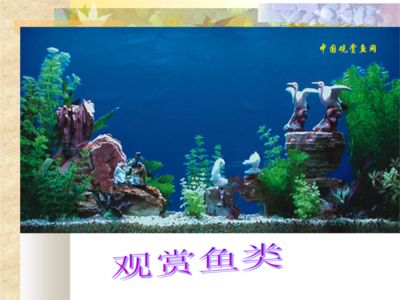 觀賞魚PPT（關(guān)于觀賞魚ppt的一些推薦和介紹和介紹和介紹） 哥倫比亞巨暴魚苗 第1張