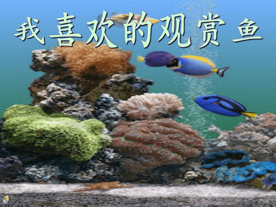 觀賞魚PPT（關(guān)于觀賞魚ppt的一些推薦和介紹和介紹和介紹） 哥倫比亞巨暴魚苗 第3張