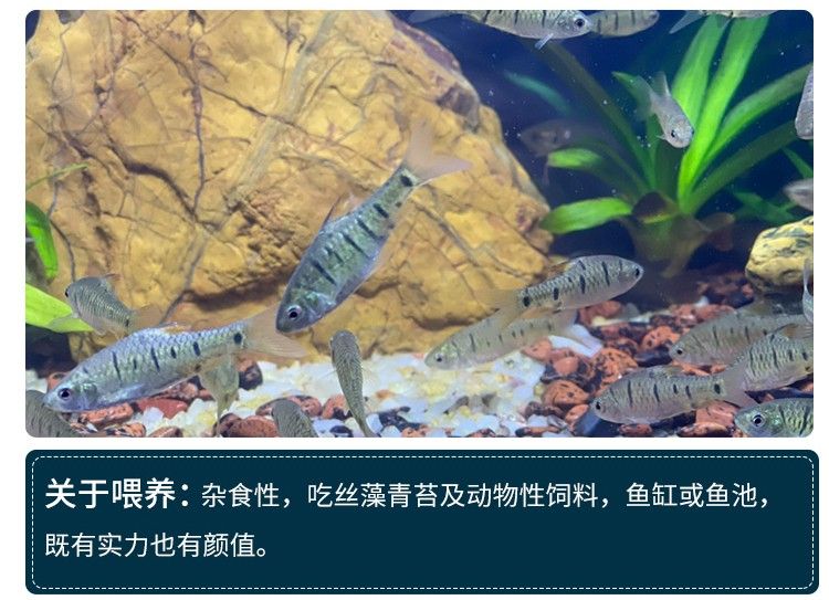 觀賞魚如何混養(yǎng)（混養(yǎng)觀賞魚的注意事項） 丹頂錦鯉魚 第1張