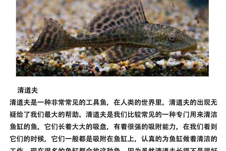 觀賞魚如何混養(yǎng)（混養(yǎng)觀賞魚的注意事項） 丹頂錦鯉魚 第4張