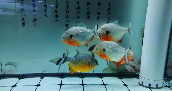 觀賞魚互動性差的原因有哪些方面（如何提高觀賞魚互動性） 紅尾平克魚 第4張