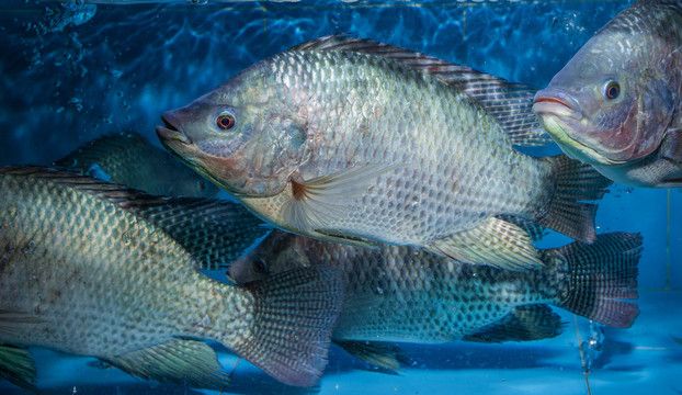 鯛魚是什么魚（鯛魚的全球分布） 溫控設(shè)備 第4張