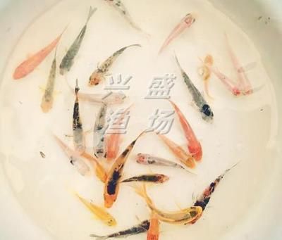 半斤草魚苗價格（半斤（約250克）的草魚苗價格是多少？） 仟湖 第1張