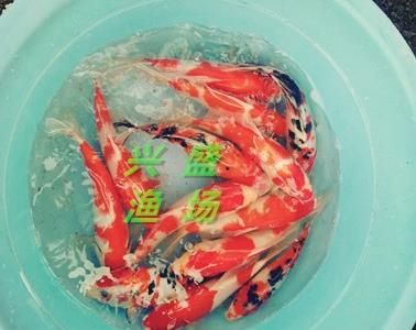 半斤草魚苗價格（半斤（約250克）的草魚苗價格是多少？） 仟湖 第3張