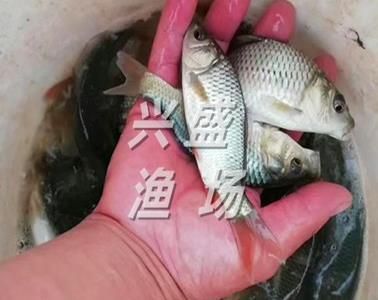 半斤草魚苗價格（半斤（約250克）的草魚苗價格是多少？） 仟湖 第4張