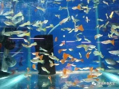 觀賞魚市場規(guī)模排名（全球觀賞魚市場概覽） 熊貓異形魚L46 第3張