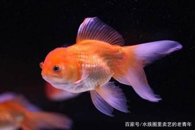 白色的大觀賞魚叫什么名字來著（白色大觀賞魚可能有多種不同的品種白色觀賞魚可能有多種類） 熊貓異形魚L46 第3張