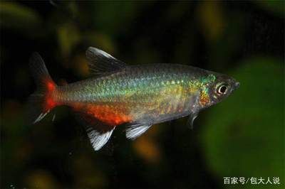 白色熱帶觀賞魚(yú)（白色熱帶觀賞魚(yú)有哪些種類(lèi)及其特性）