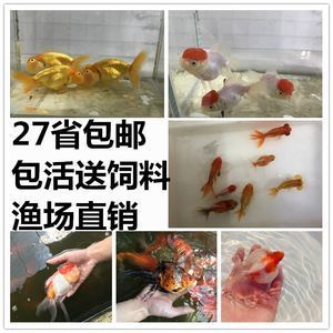 很小的觀賞魚吃什么（觀賞魚的自然食譜了解觀賞魚的自然食譜了解觀賞魚的自然食譜） 蝴蝶鯉 第1張