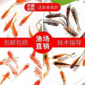 很小的觀賞魚吃什么（觀賞魚的自然食譜了解觀賞魚的自然食譜了解觀賞魚的自然食譜） 蝴蝶鯉 第3張