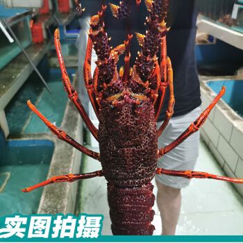 紅龍與澳龍的價格（海鮮價格波動的秘密） 祥龍魚場 第2張