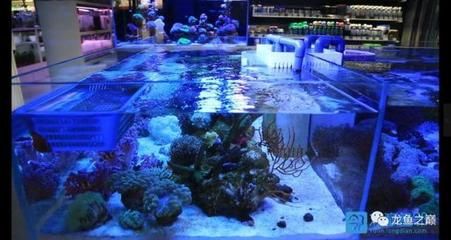 廣州水族市場調(diào)查報告（廣州水族市場發(fā)展歷程）