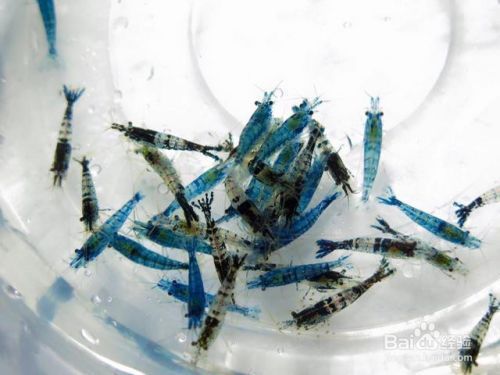 觀賞龍蝦（觀賞蝦的養(yǎng)殖技術(shù)） 觀賞魚飼料 第2張