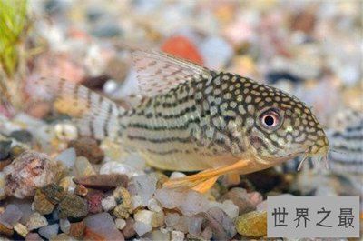 高價值觀賞魚有哪些（農(nóng)村常見高價值觀賞魚） 創(chuàng)寧水族 第1張