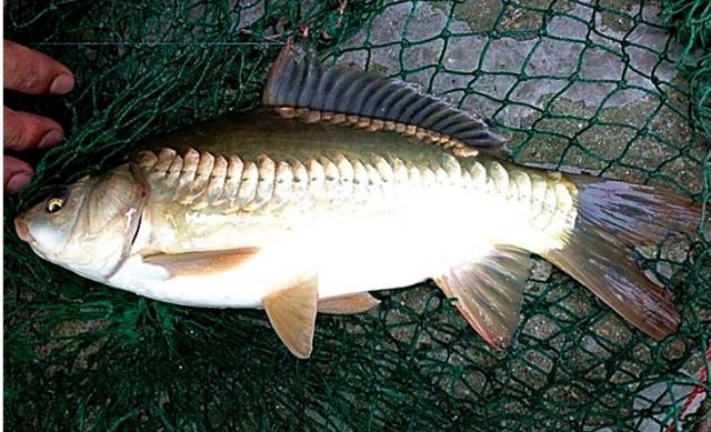 大鱗鯉魚(yú)是什么魚(yú)（大鱗脂鯉的特征和生活習(xí)性） 祥龍金禾金龍魚(yú) 第3張