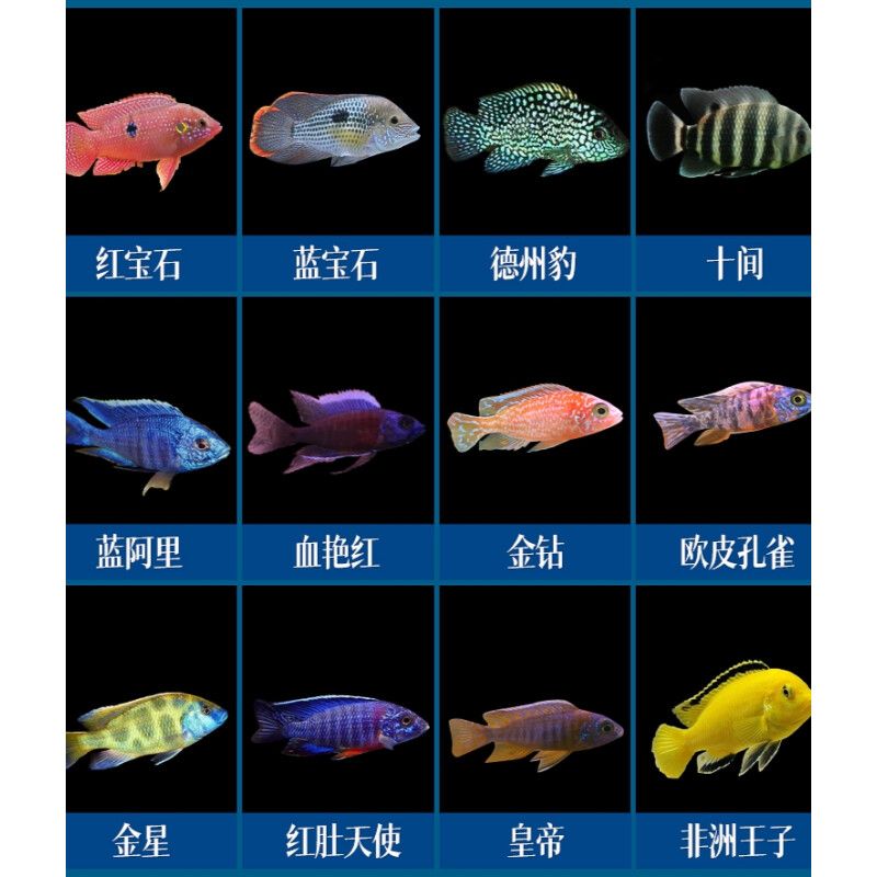 紅色的淡水觀賞魚是什么魚（十大淡水觀賞魚好看的觀賞魚好看的觀賞魚品種排行榜） 黃金斑馬魚 第2張